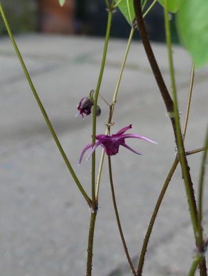 2020-04-25 Epimedium 'Kodai Murasaki' 1.jpg