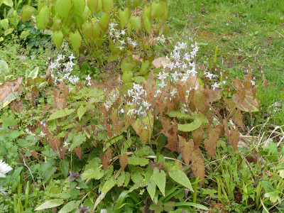 2020-04-25 Epimedium stellulatum 'Long leaf form'.jpg