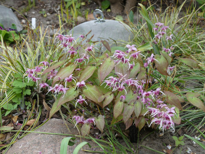 2020-04-25 Epimedium 'Pretty in Pink'.jpg