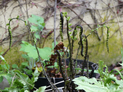 2020-04-25 Dryopteris kyotensis 1.jpg