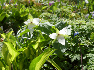 2020-04-25 Trillium simile.jpg