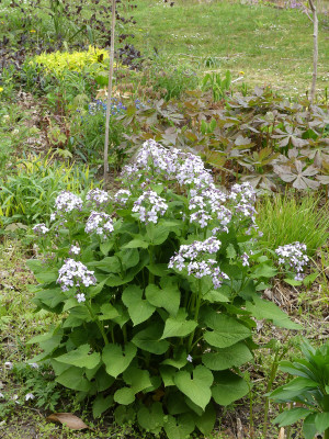 2020-04-25 Lunaria rediviva 4.jpg