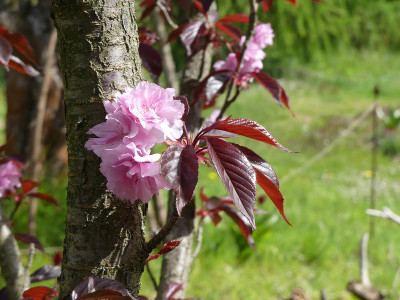 2020-04-25 Prunus 'Royal Burgundy'.jpg