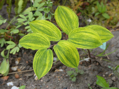2020-04-25 Polygonatum 'Ama No Gawa'.jpg