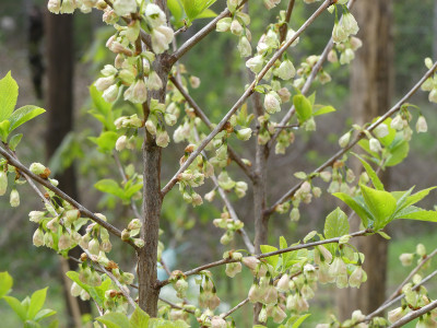 2020-04-25 Halesia.jpg