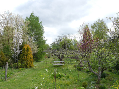2020-04-25 Garteneinblick 5.jpg