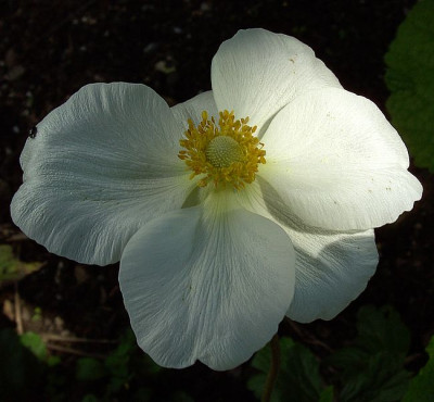 Anemone_sylvestris_fars_2007.jpg