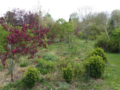 2020-04-25 Garteneinblick 11.jpg