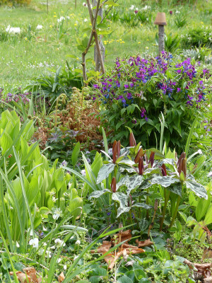 2020-04-25 Gartenimpressionen 1.jpg
