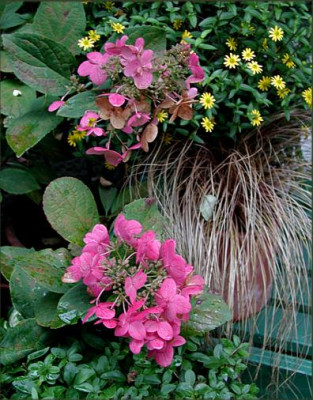 Hydrangea_paniculata_Pink_Diamond.JPG