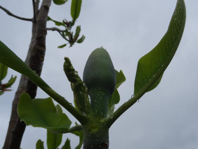 Magnolia officinalis biloba Flower Bud April 2020.JPG