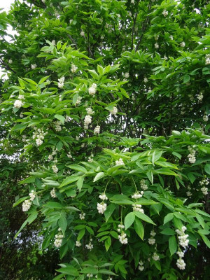 Staphylea pinnata April 2020.JPG