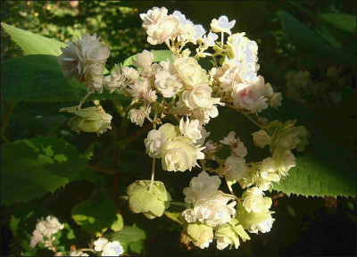 H.involucrata_Hortensis.jpg