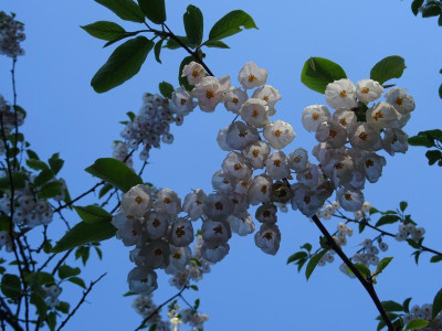 Halesia monticola var vestita April 2020.JPG