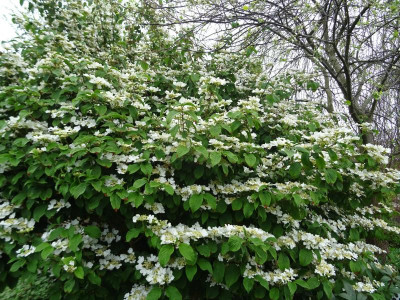 Viburnum plicatum Sorte April 2020.JPG