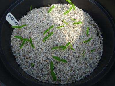 Pterostyrax corymbosa Germination April 2020.JPG
