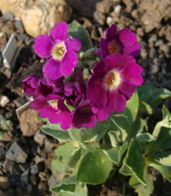 Primula marginata Adrian Evans20.jpg