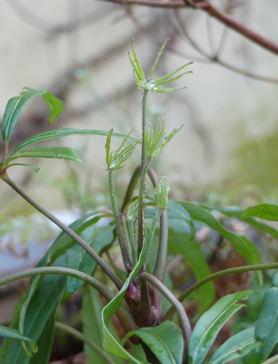 2020-04-25 Schefflera taiwaniana.jpg