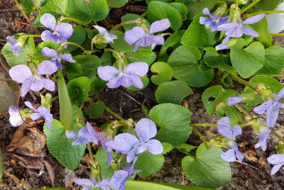Viola sororia 'Dark Freckles'_235832.jpg