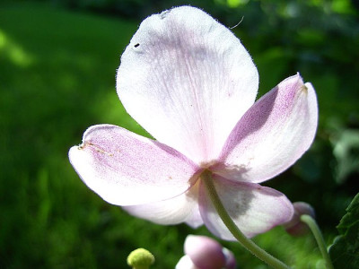 Anemone_japonica_fars_2007.jpg