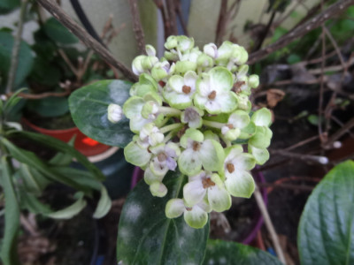 Hortensie.JPG