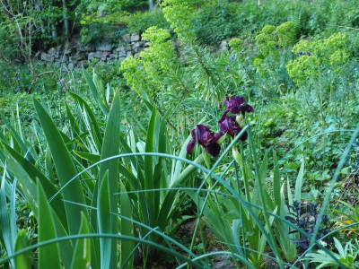 Iris IB Ruby Chimes vor Trockenmauer P4250151.JPG