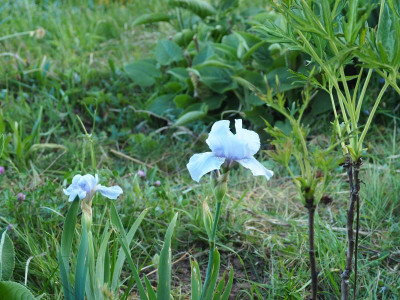 Iris IB Morgendämmerung P4250143.JPG