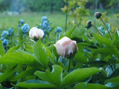Paeonia Mai Fleuri + Amsonia b P4250150.JPG