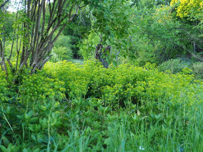 Euphorbia robbiae Bestand P4250145.JPG