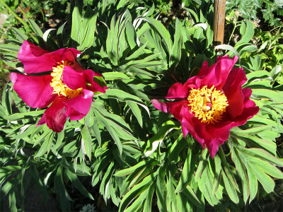 Paeonia-Gran-Sasso1.jpg