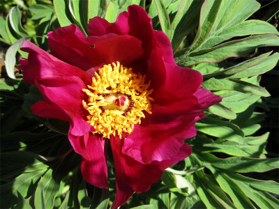 Paeonia-Gran-Sasso2.jpg