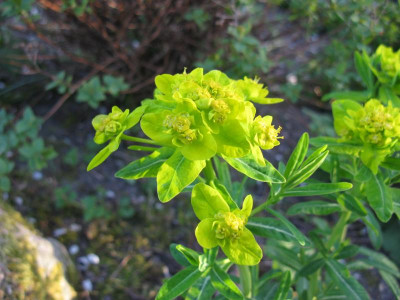 E palustris Teich Blüte.JPG