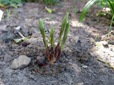 vermutlich Amsonia orientalis.JPG