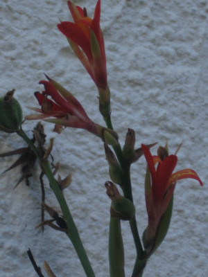 IMG0001.jpg