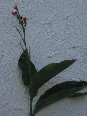 IMG0001_1.jpg