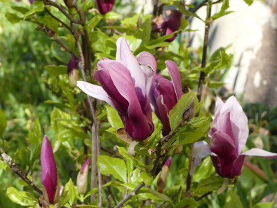 2020-04-26 Magnolia liliiflora 'Nigra' 3.jpg