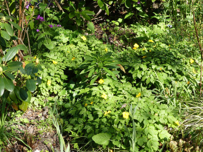 2020-04-26 Hylomecon japonica.jpg