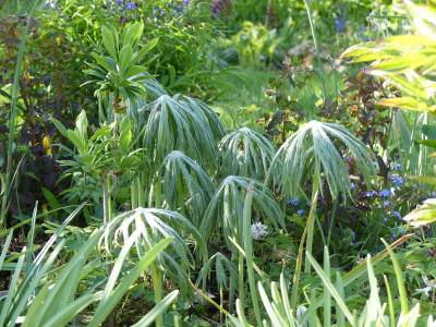 2020-04-26 Syneilesis aconitifolium 1.jpg