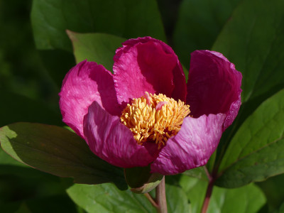 2020-04-26 Paeonia 2.jpg