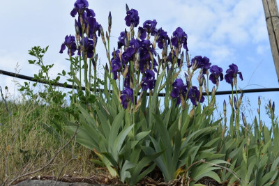 geigersberg irisblüte 046.JPG