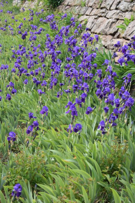 geigersberg irisblüte 048.JPG