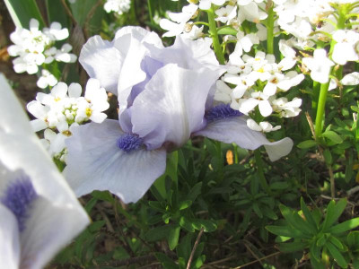 SDB Sapphire Jewel.JPG