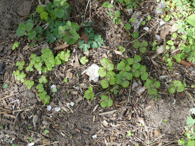 2020-04-26 Podophyllum hexandrum 1.jpg