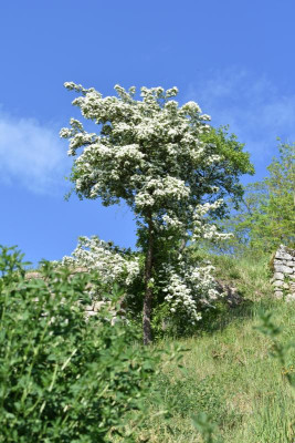 geigersberg irisblüte 014.JPG