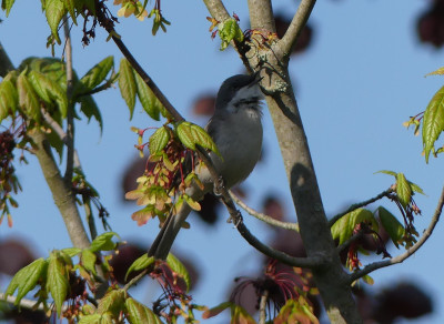 2020-04-26 Gartenvögel 1.jpg