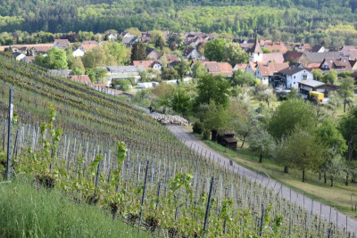 geigersberg irisblüte 024.JPG
