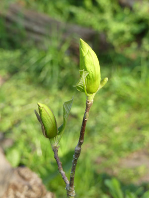2020-04-26 Magnolia 'Sunsation' 1.jpg