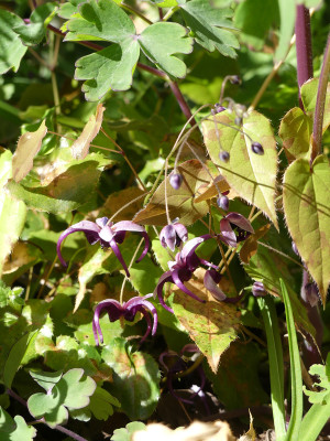 2020-04-26 Epimedium acuminatum.jpg