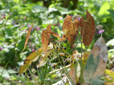 2020-04-26 Epimedium 'Warlord' 2.jpg