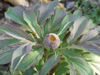 2020-04-26 Paeonia 6.jpg
